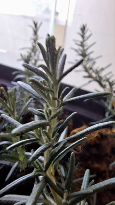 תמונה של רוזמרין מקפה רוזמרין, 6 במארס 2024. 